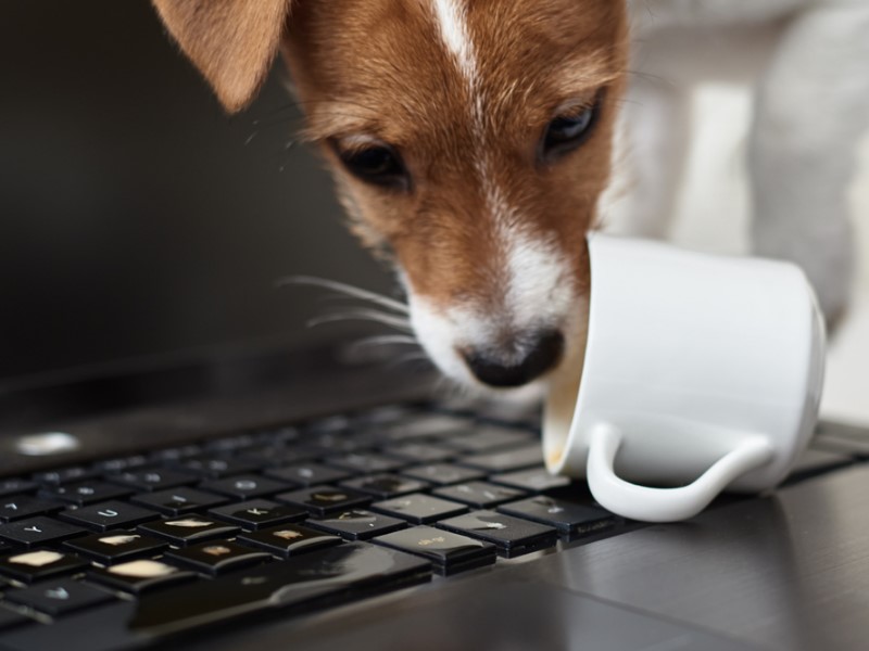 dog spilled coffee on the laptop